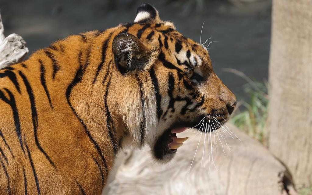 Sumatran Tiger (LAZooAug13)-04