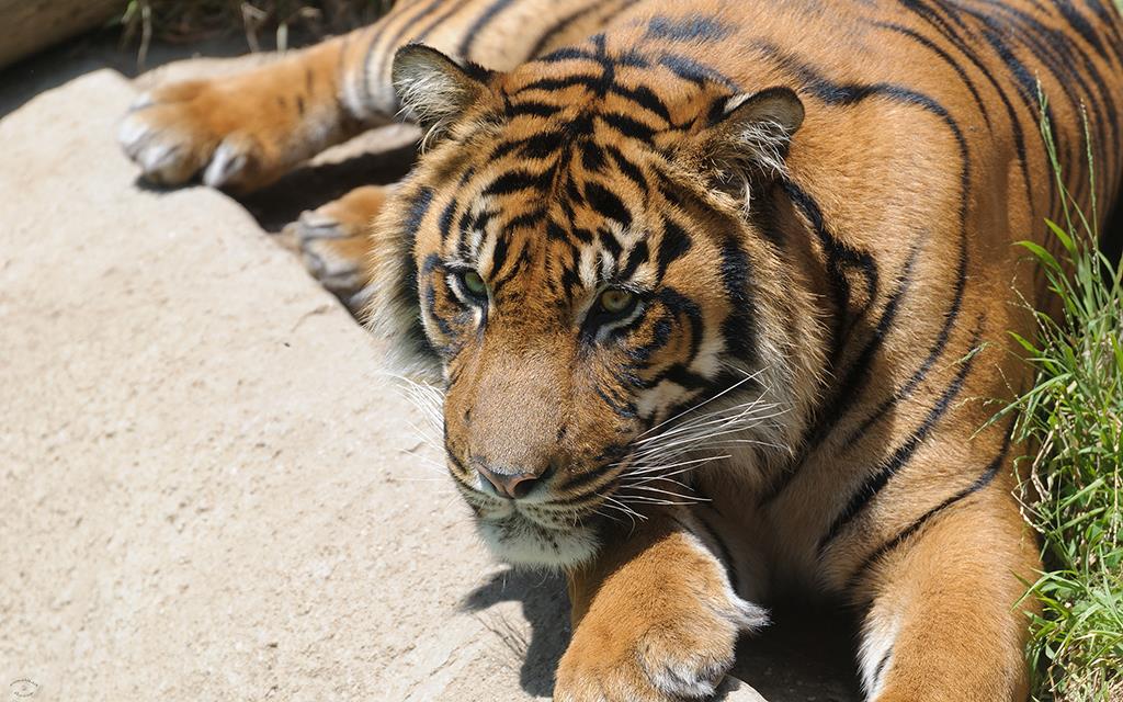 Sumatran Tiger (LAZooAug13)-05