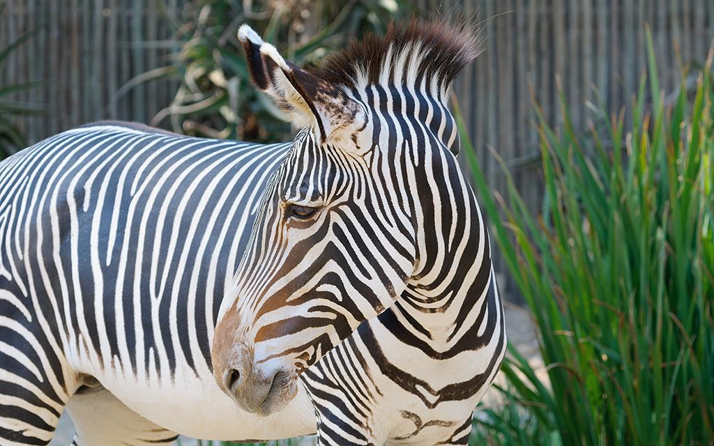 Zebra (LAZooAug13)