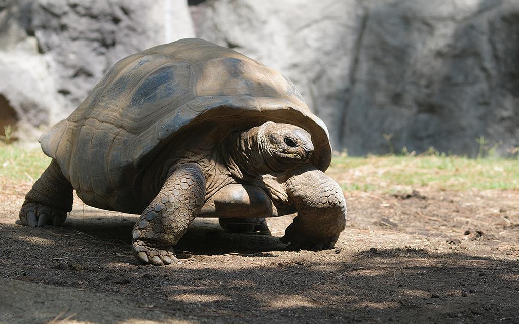 Aldabra Tortoise (LAZooMay2014)