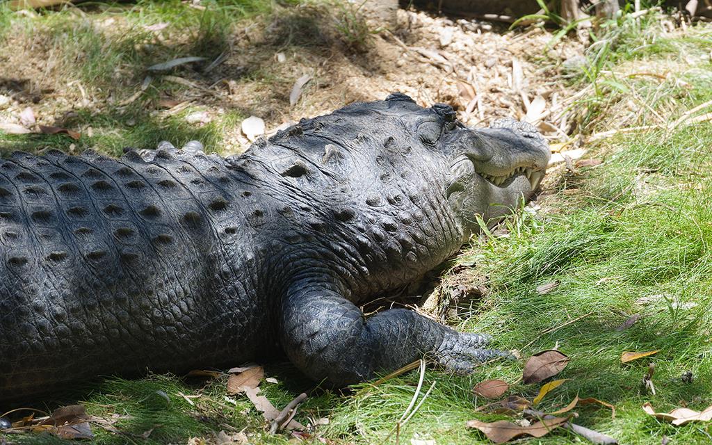 American Alligator-Reggie (LAZooMay2014)