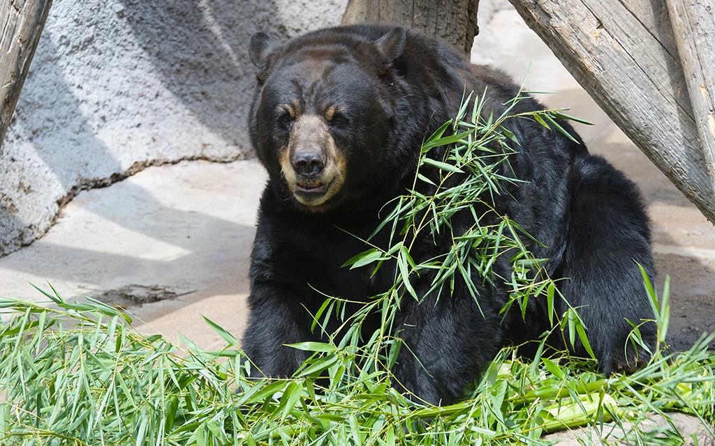 American Black Bear (LAZooJul2013)-01