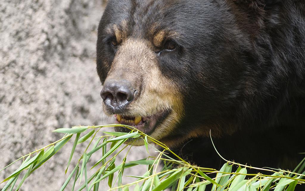 American Black Bear (LAZooJul2013)-02