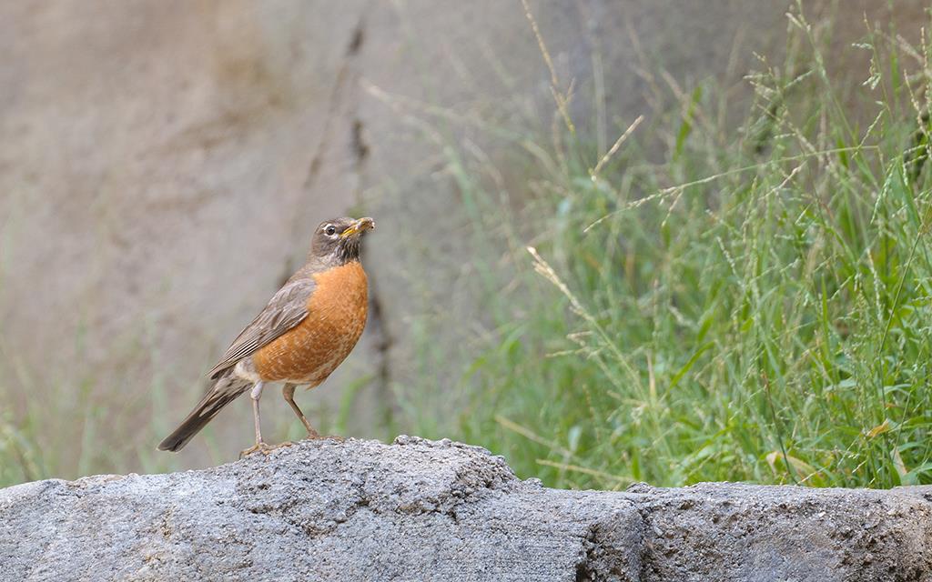 American Robin (LAZooMay2014)