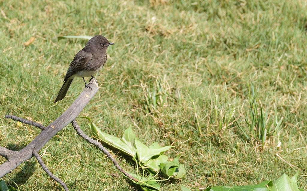 Black Phoebe (LAZooMay2014)