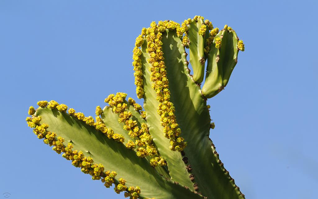 Cactus (LAZooJan2014)-01