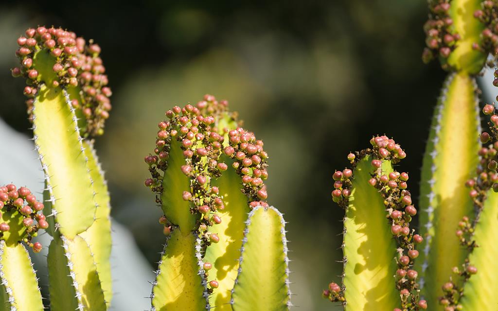 Cactus (LAZooJan2014)-03