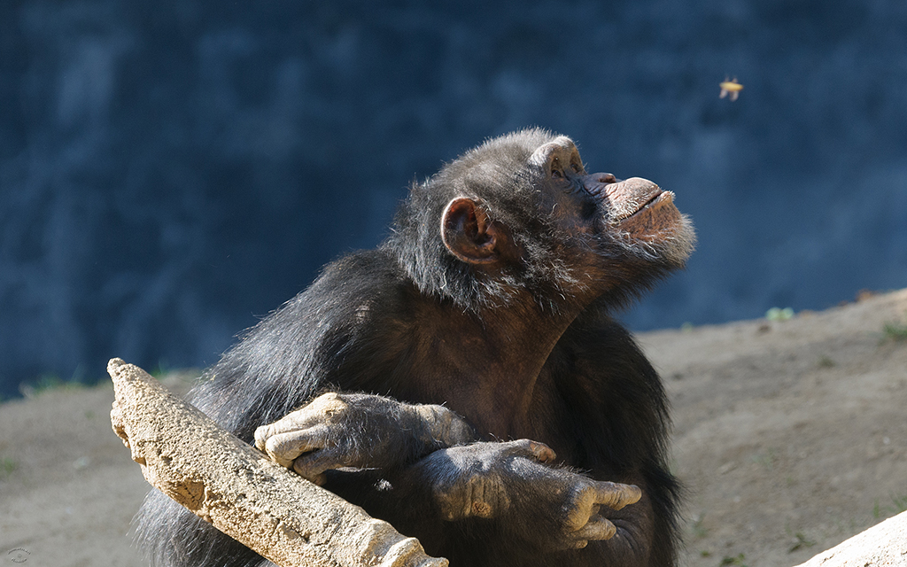 Chimpanzee (LAZooJan2014)-01