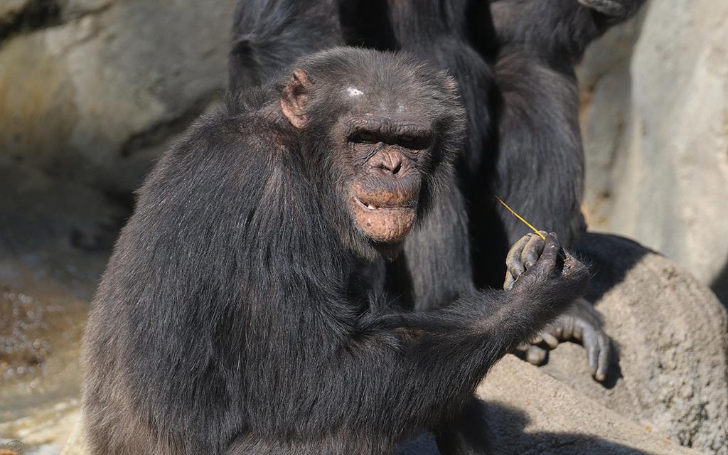 Chimpanzee (LAZooJan2014)-02