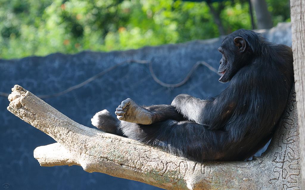 Chimpanzee (LAZooJan2014)-03