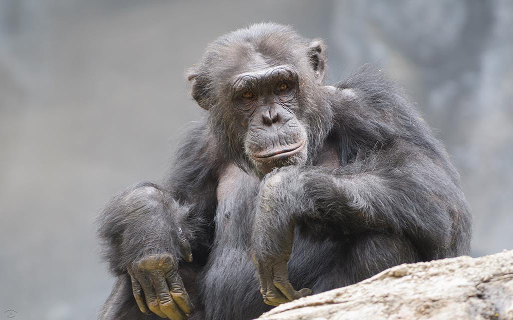 Chimpanzee (LAZooJul2013)-01