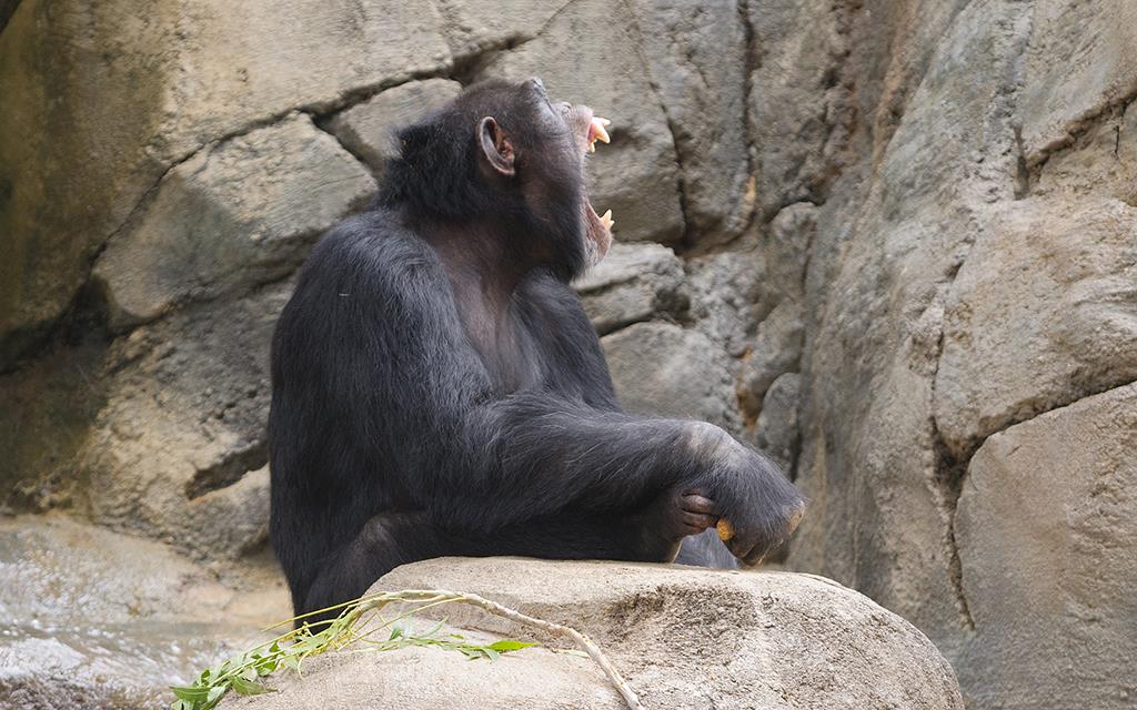 Chimpanzee (LAZooJul2013)-04