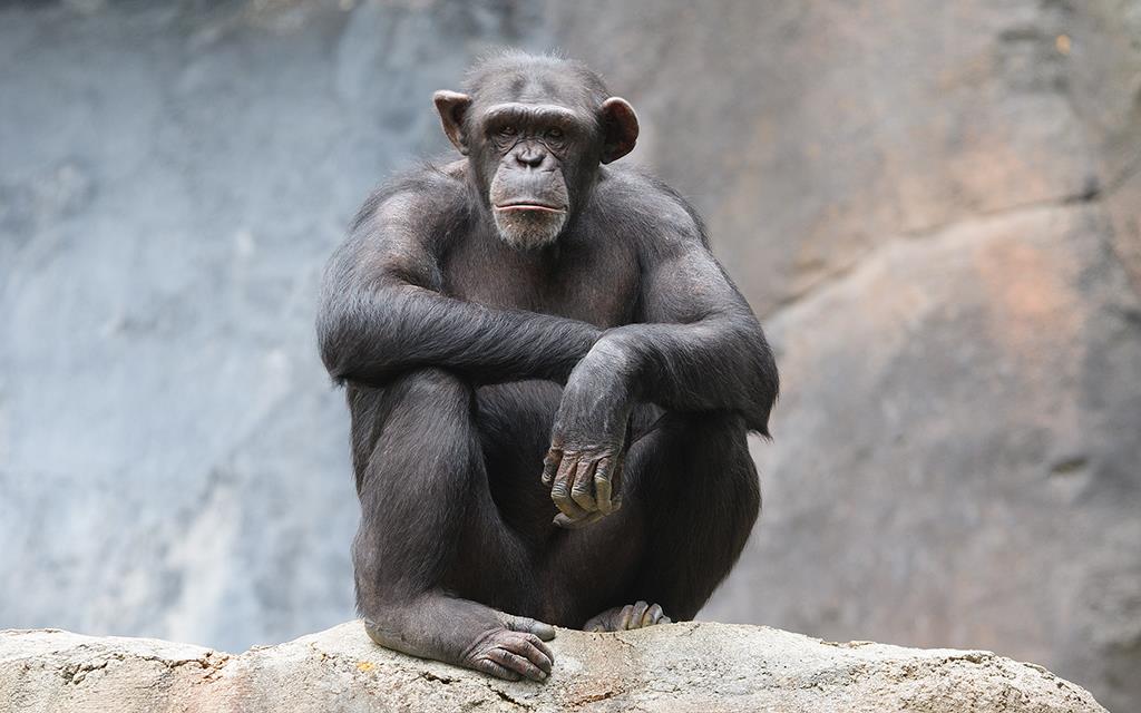 Chimpanzee (LAZooJul2013)-05