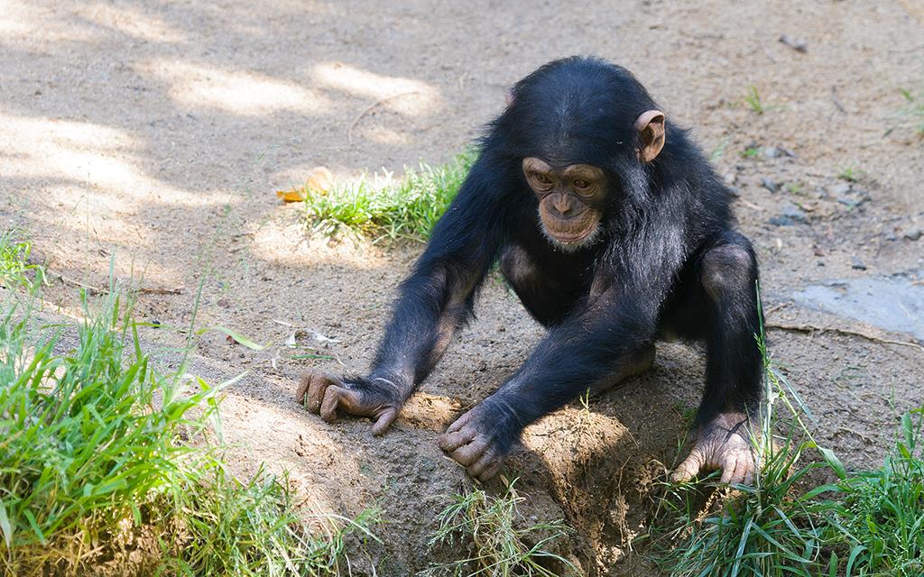 Chimpanzee (LAZooMay2014)-03