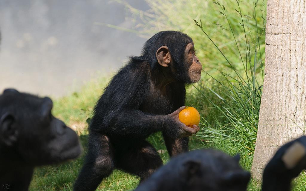 Chimpanzee (LAZooMay2014)-05