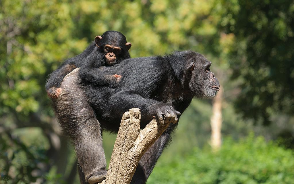 Chimpanzee (LAZooMay2014)-06