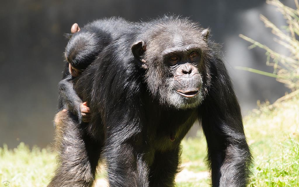 Chimpanzee (LAZooMay2014)-11