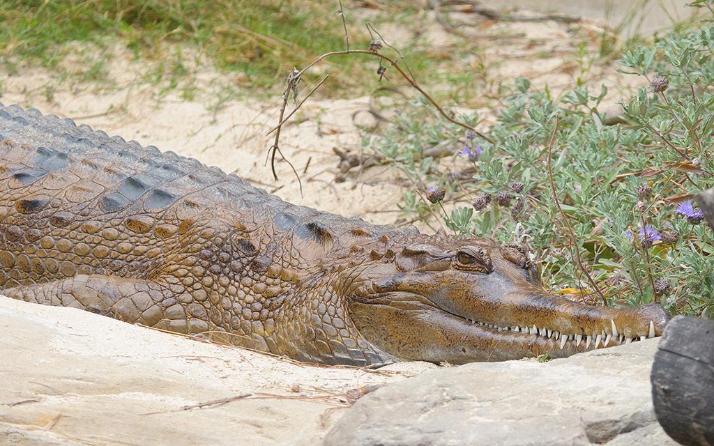 False Gharial (LAZooJul2013)