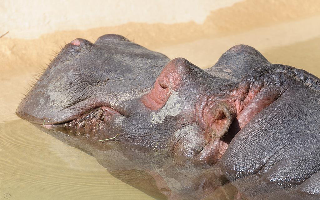 Hippopotamus (LAZooMay2014)