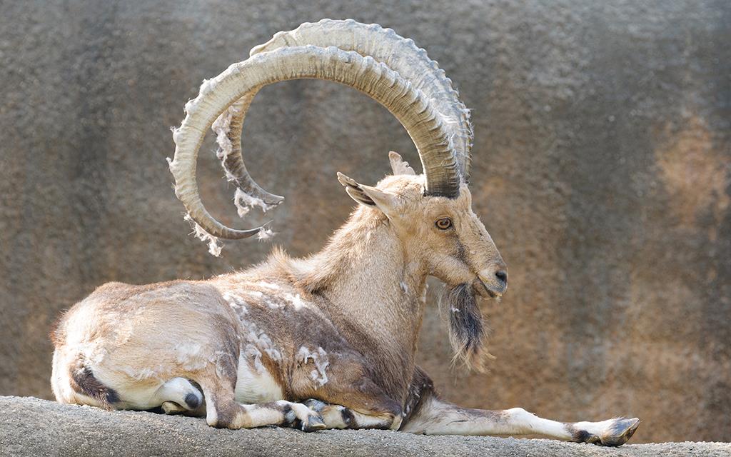 Ibex (LAZooMay2014)