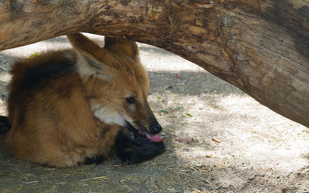 Maned Wolf (LAZooMay2014)