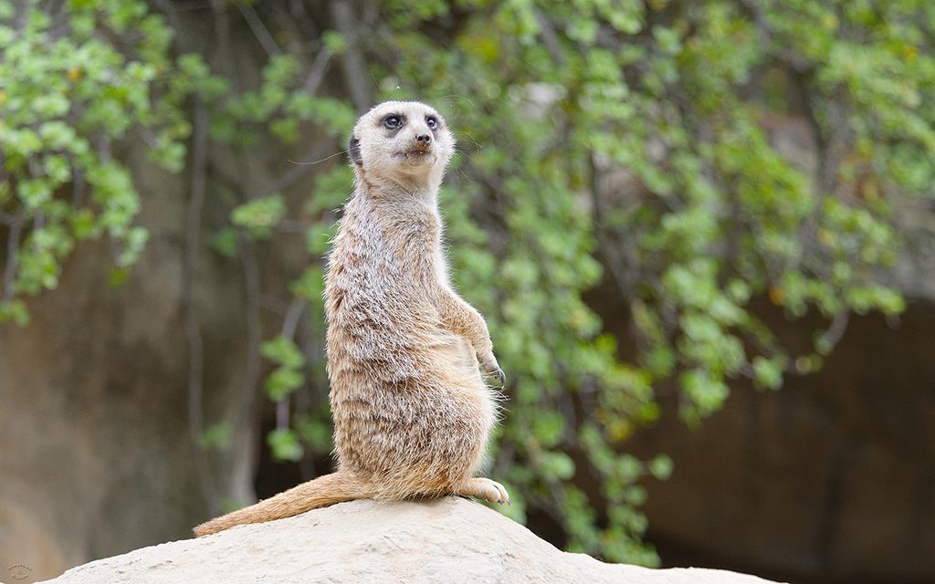 Meerkat (LAZooJul2013)