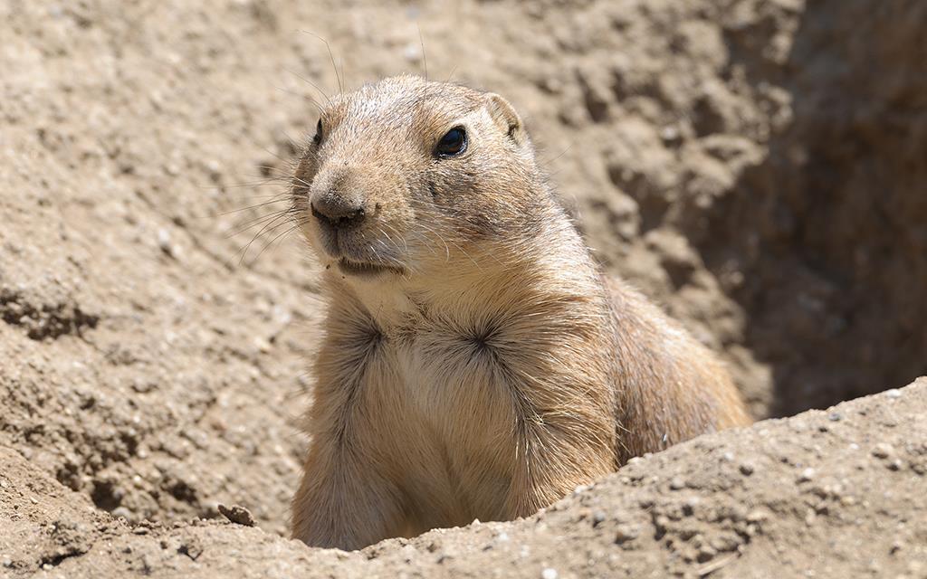 Prairie Dog (LAZooMay2014)