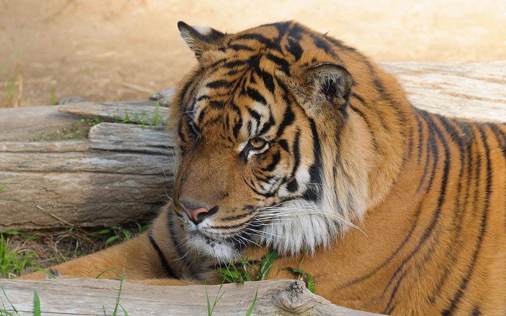 Sumatran Tiger (LAZooJan2014)-01