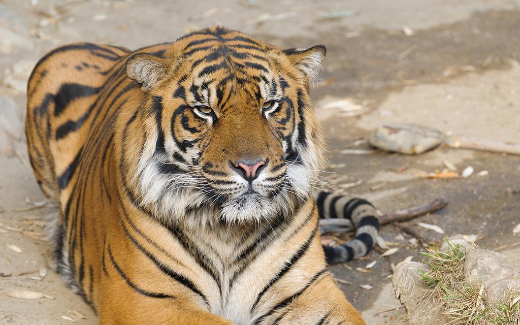 Sumatran Tiger (LAZooJan2014)-02