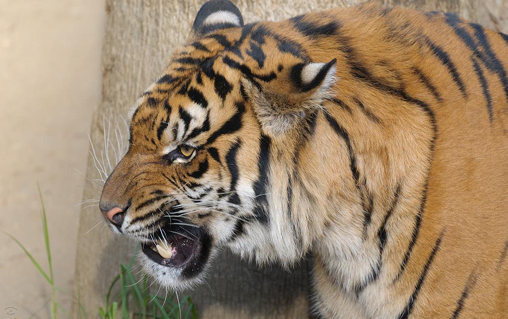 Sumatran Tiger (LAZooJan2014)-03