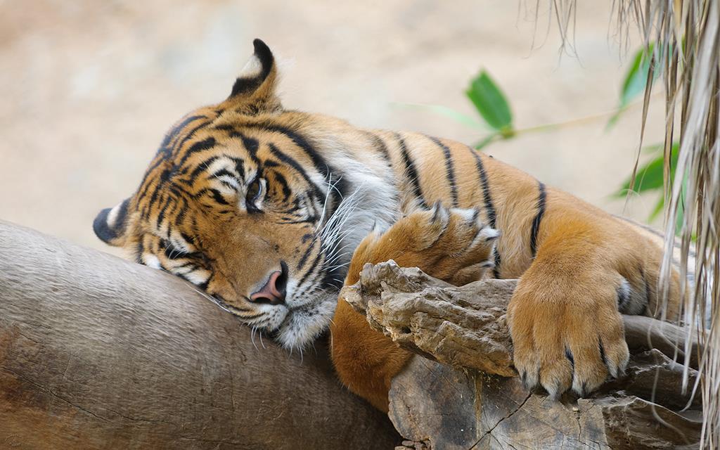 Sumatran Tiger (LAZooJul2013)-01