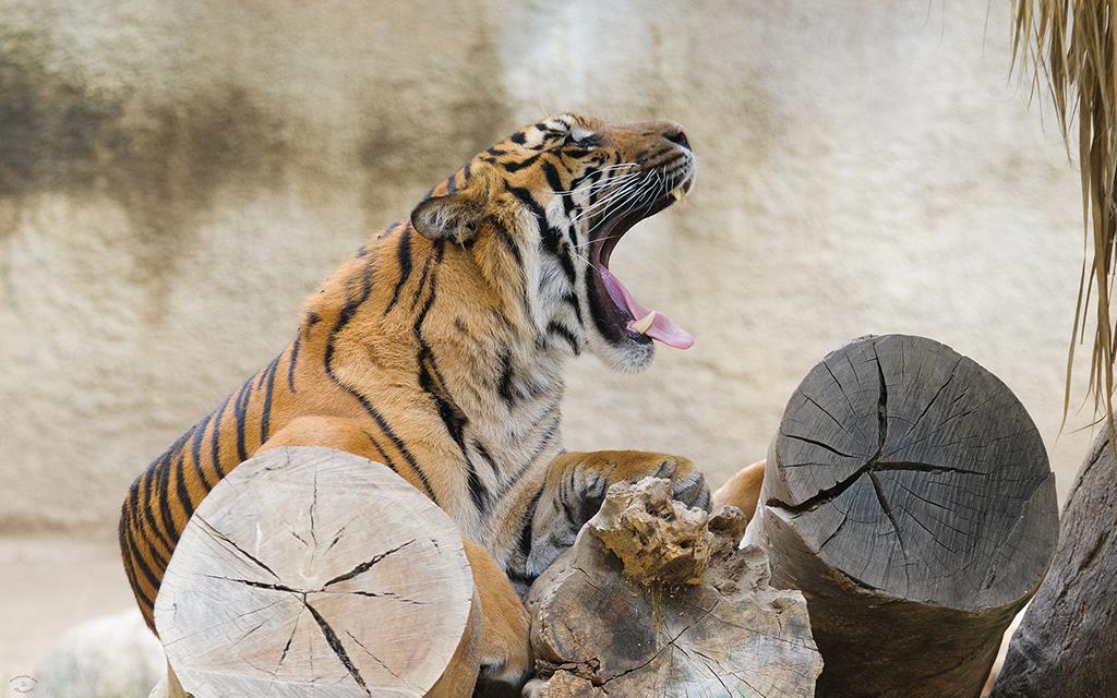 Sumatran Tiger (LAZooJul2013)-02