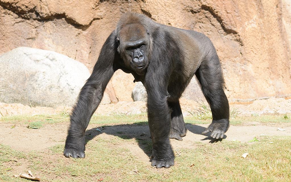 Western Lowland Gorilla (LAZooMay2014)-01