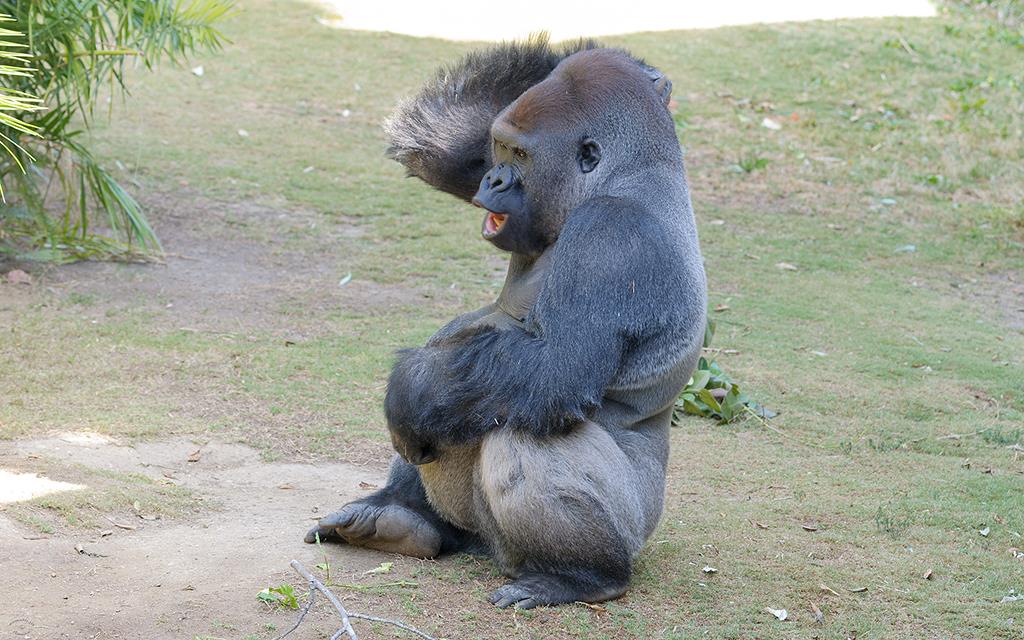 Western Lowland Gorilla (LAZooMay2014)-02