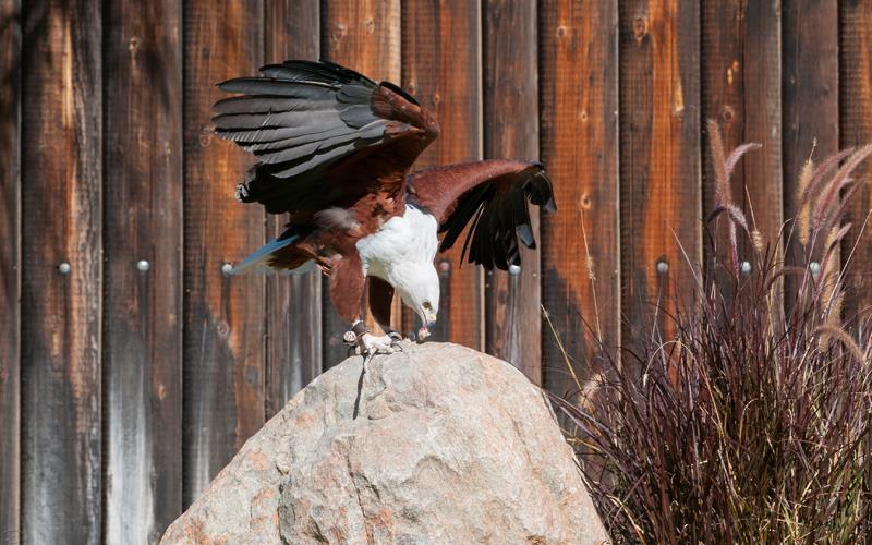 African Fish Eagle (LAZooNov2015)-01