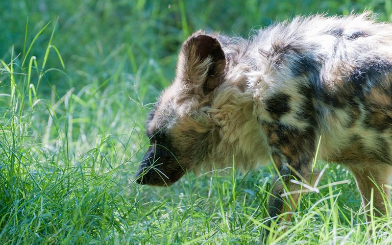 African Wild Dog (LAZooNov2015)