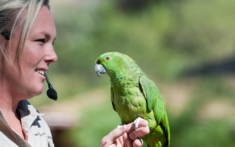 Amazon Parrot (LAZooNov2015)-01