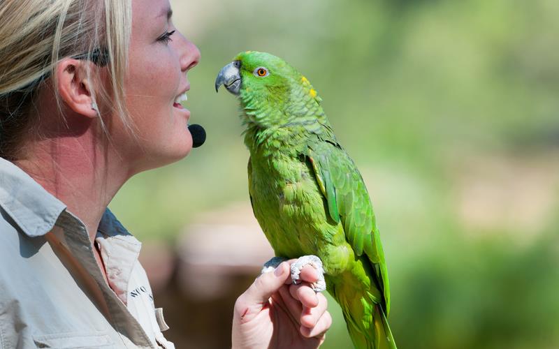 Amazon Parrot (LAZooNov2015)-02