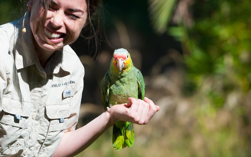 Amazon Parrot Red-lored (LAZooNov2015)-01