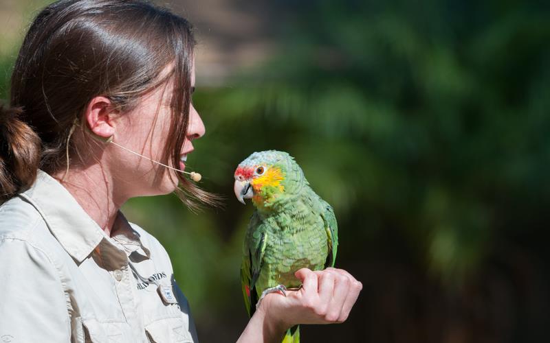 Amazon Parrot Red-lored (LAZooNov2015)-02