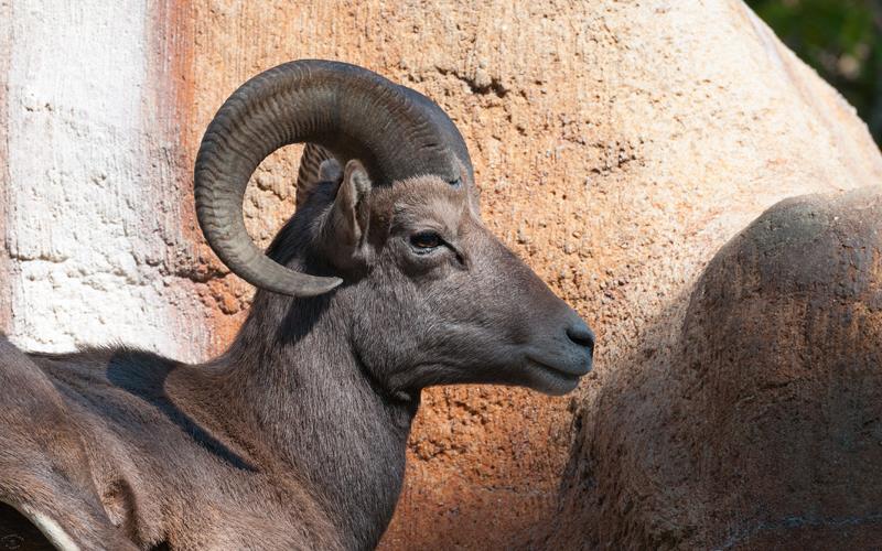 Big Horn Sheep (LAZooNov2015)