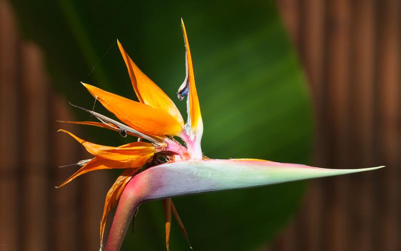 Bird Of Paradise (LAZooNov2015)