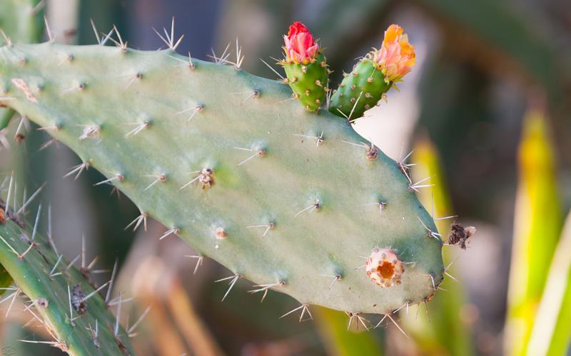 Cactus (LAZooNov2015)