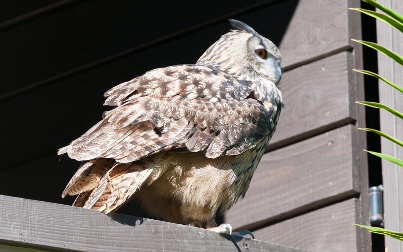 Eurasian Eagle Owl (LAZooNov2015)