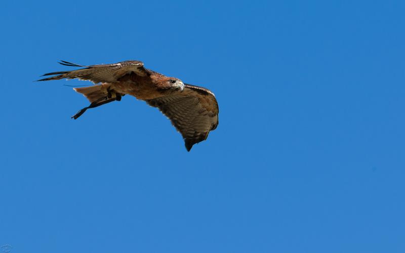 Harris Hawk (LAZooNov2015)-01