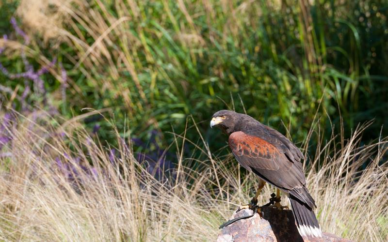 Harris Hawk (LAZooNov2015)-02