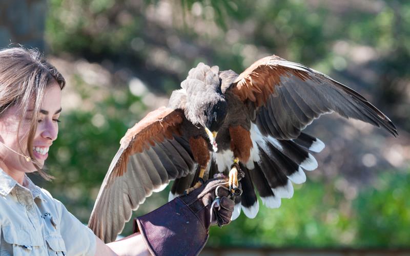 Harris Hawk (LAZooNov2015)-03