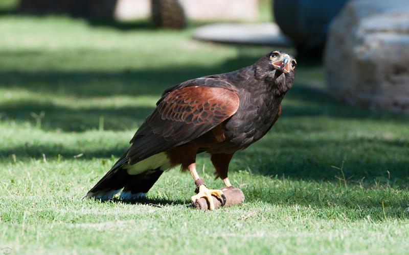 Harris Hawk (LAZooNov2015)-04