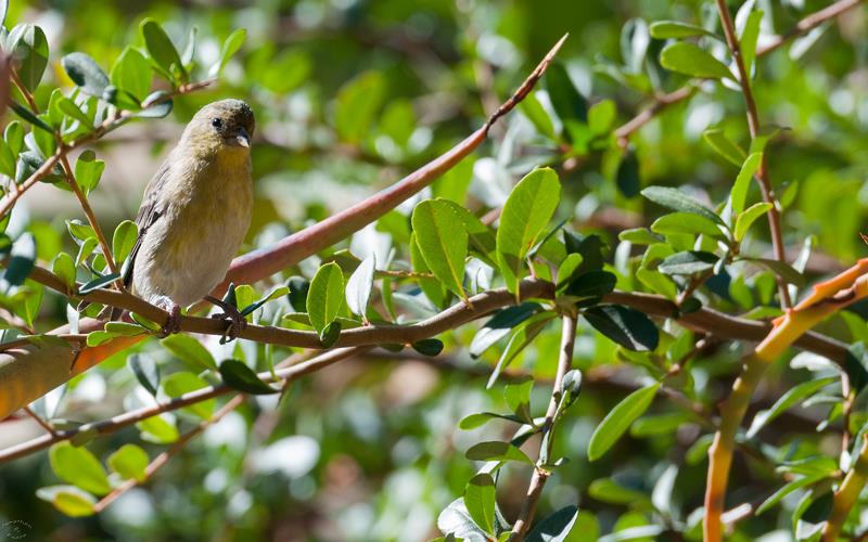 Lesser Goldfinch (LAZooNov2015)-01