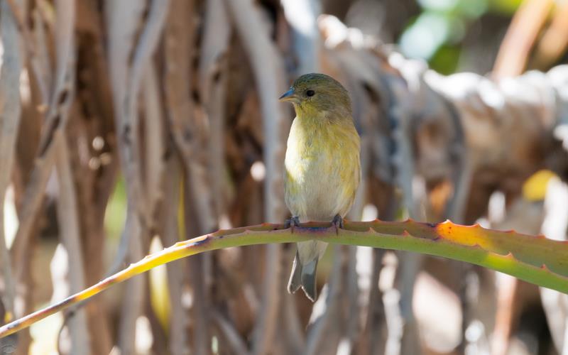 Lesser Goldfinch (LAZooNov2015)-02